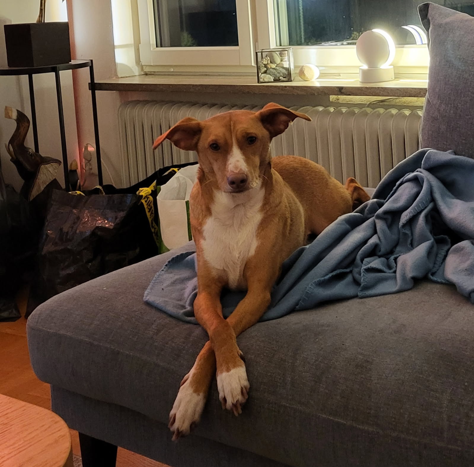 Bert the Podenco Andaluz